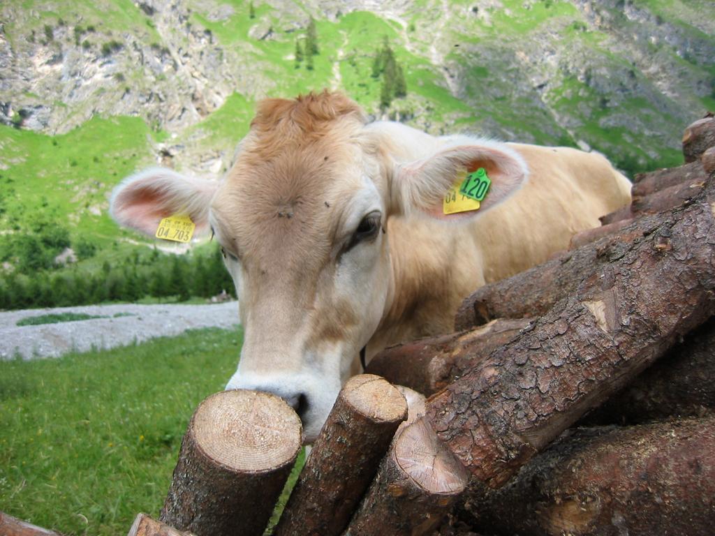 Haus Stein Apartman Oberstdorf Kültér fotó